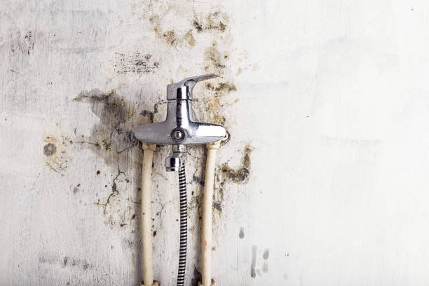 Best Home Mold Removal  in Northlake, SC
