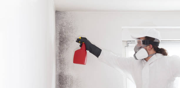 Attic Mold Removal in Northlake, SC