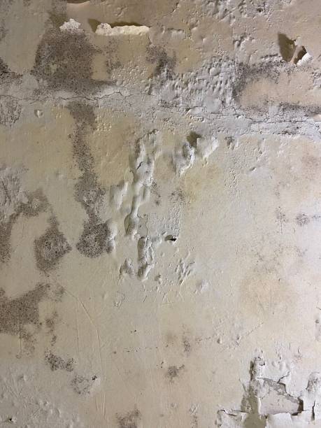 Best Mold Cleaning Services  in Northlake, SC