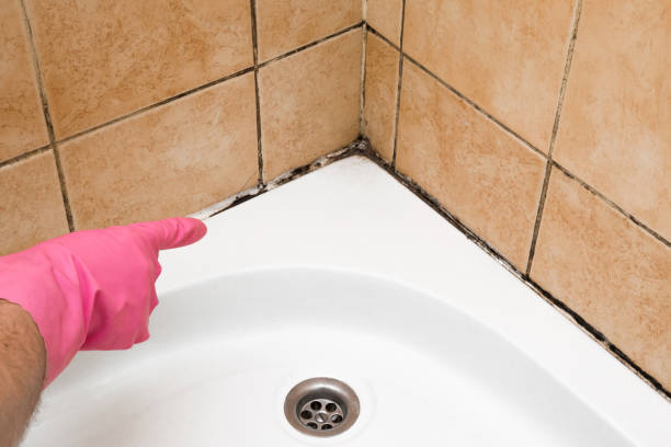 Best Mold Damage Repair  in Northlake, SC
